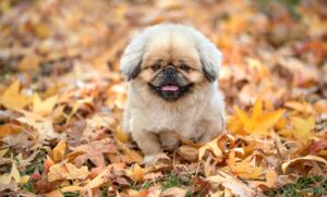 サブスクファッションの魅力とおすすめサービスは？