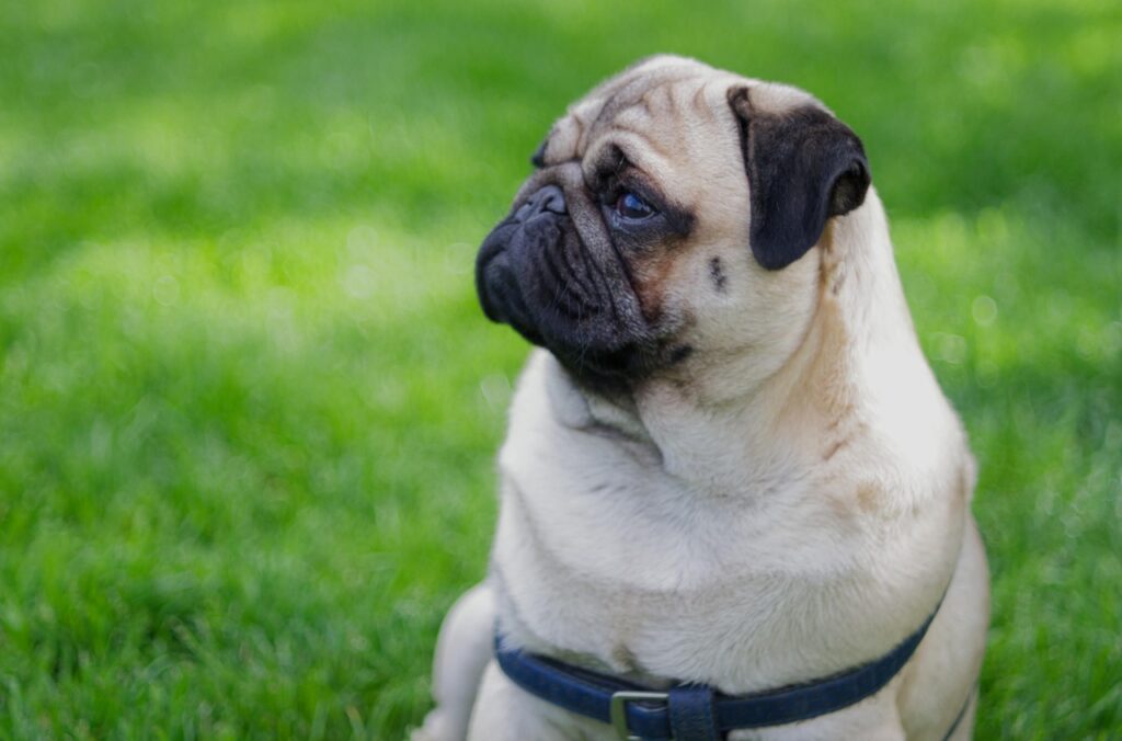 ぽっちゃり向けの服レンタルサービスはどこがおすすめ？