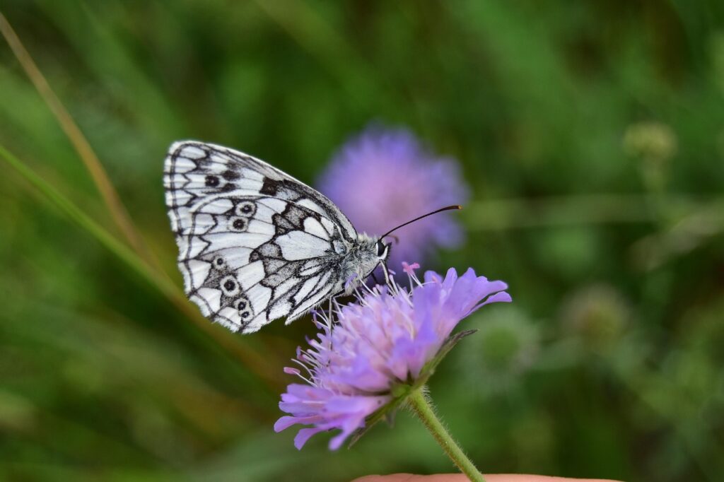 レディースブランドのレンタルサービスはどこが人気ですか？