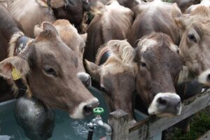 TSUTAYAでの返却方法と注意点は？