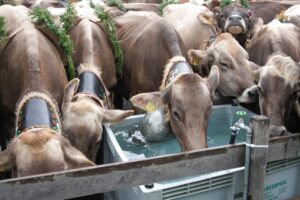 tsutayaで返却されているか確認する方法は？